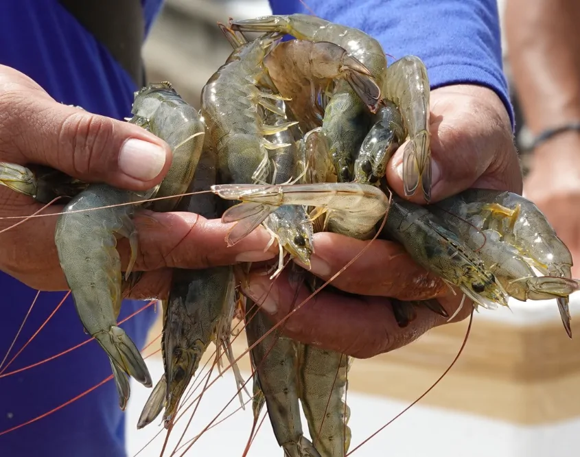 Freshly harvested shrimp