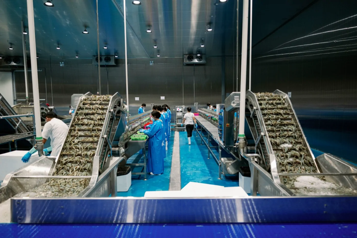 Shrimp on the grading conveyors
