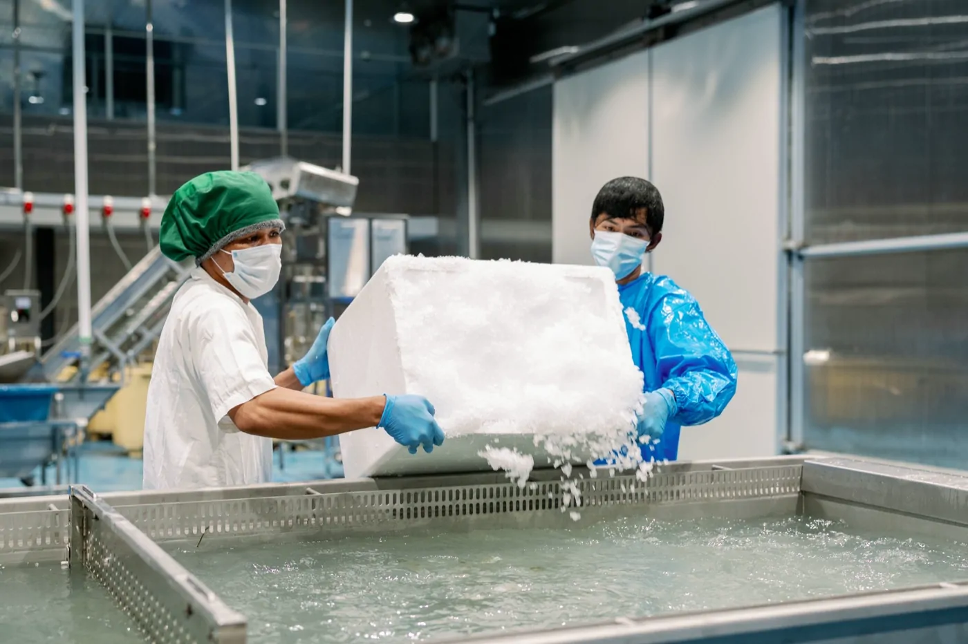 Shrimp iced for dispatch
