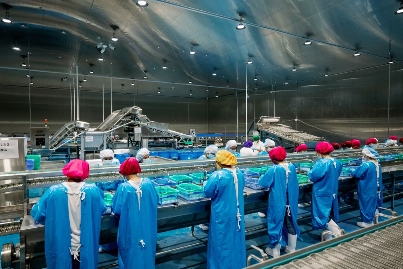 Workers peeling and deveining shrimp