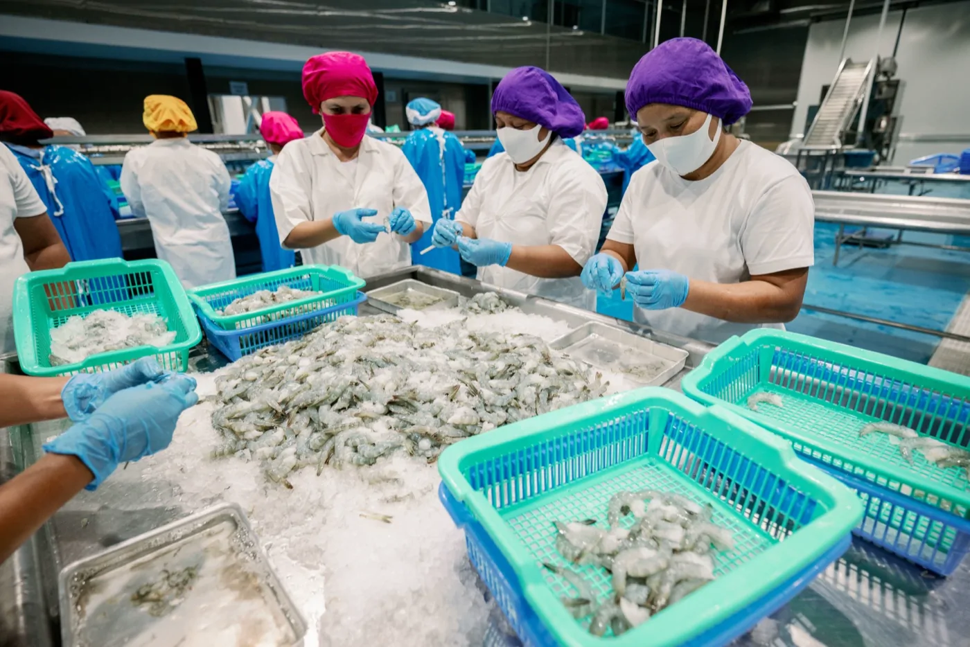 Hand sorting fresh iced shrimp